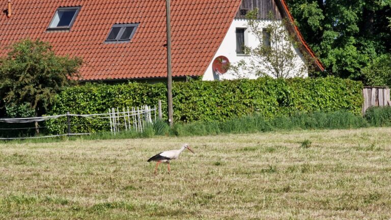 Vogelkundliche Tour 2024