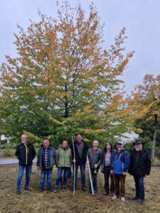 Vermessung der Hainbuche 2024